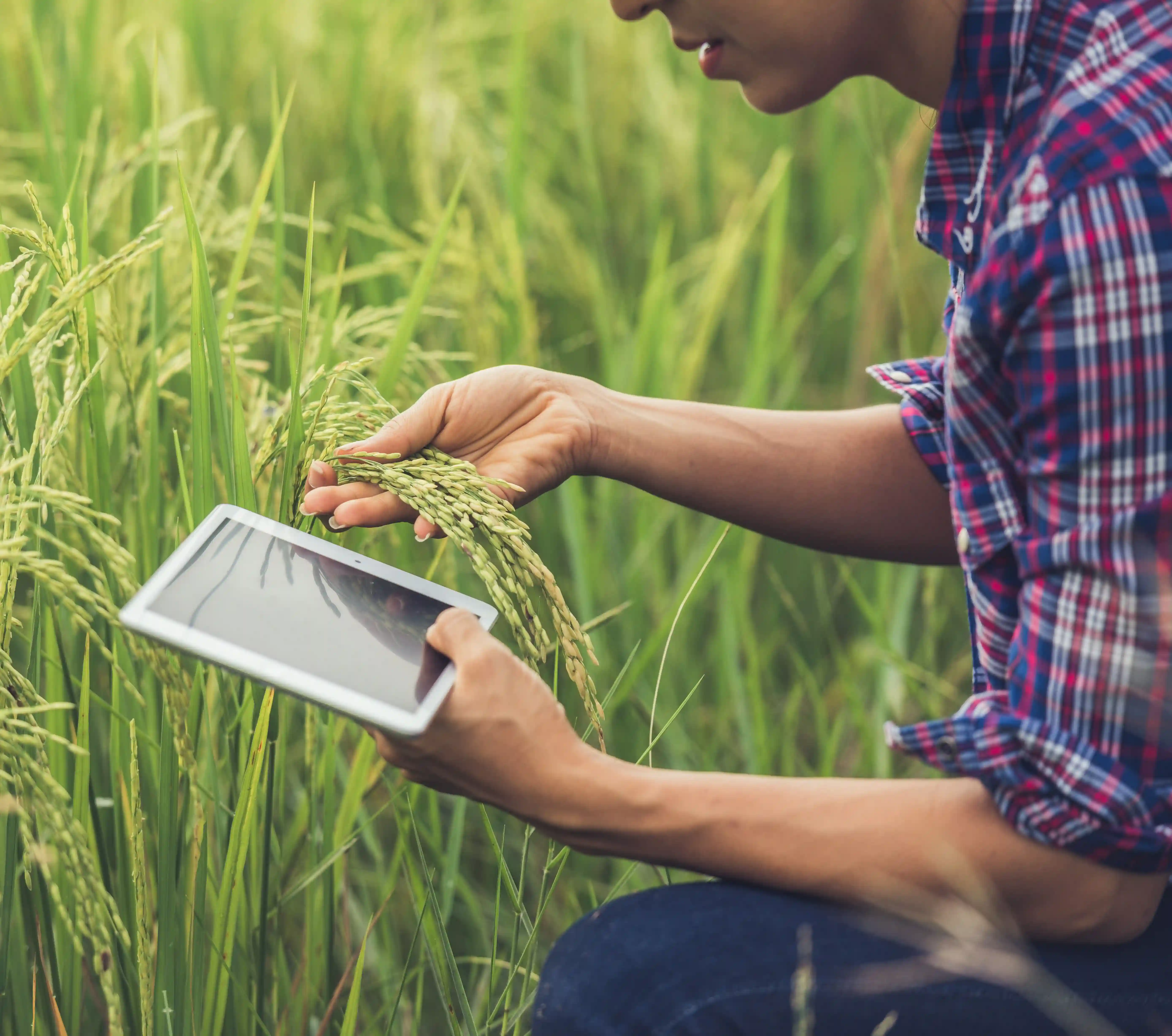 Agriculture students in crop field